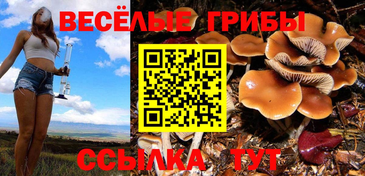 Галлюциногенные грибы Psilocybe Орёл